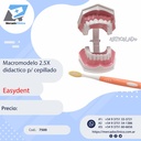 Macromodelo 2.5X didáctico p/ cepillado - Easydent